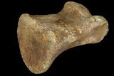 Pachycephalosaur Phalange (Toe Bone) - Montana #121970-1
